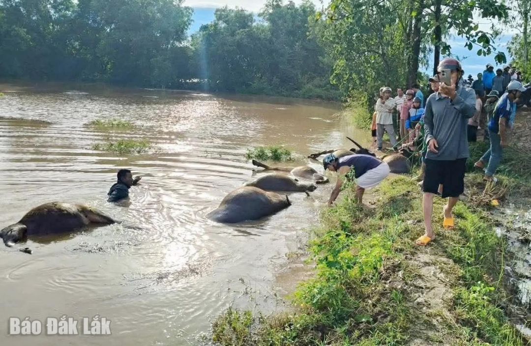 Trâu của người dân xã Ea Súp chết do ảnh hưởng bão lũ (Ảnh: CĐ Ea Súp)