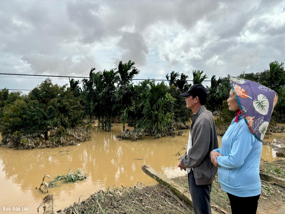 Vườn cây của gia đình ông Nguyễn Văn Sáu.