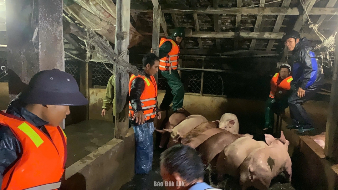 Các lực lượng trên địa bàn xã Liên Sơn Lắk hỗ trợ di dời vật nuôi của người dân đến nơi cao ráo, an toàn.