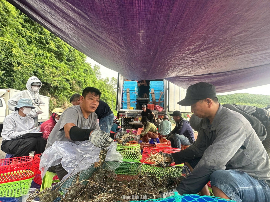 Người nuôi tôm phường Xuân Đài tấp nập thu hoạch tôm hùm trước khi bão số 13 áp sát bờ. Ảnh: Đặng Dự