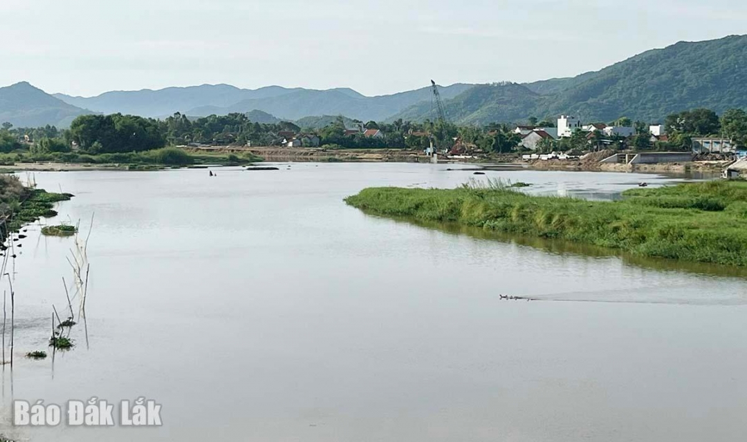 UBND phường Đông Hòa giao các đơn vị theo dõi sát mực nước sông để có phương án bảo đảm an toàn vùng sản xuất.