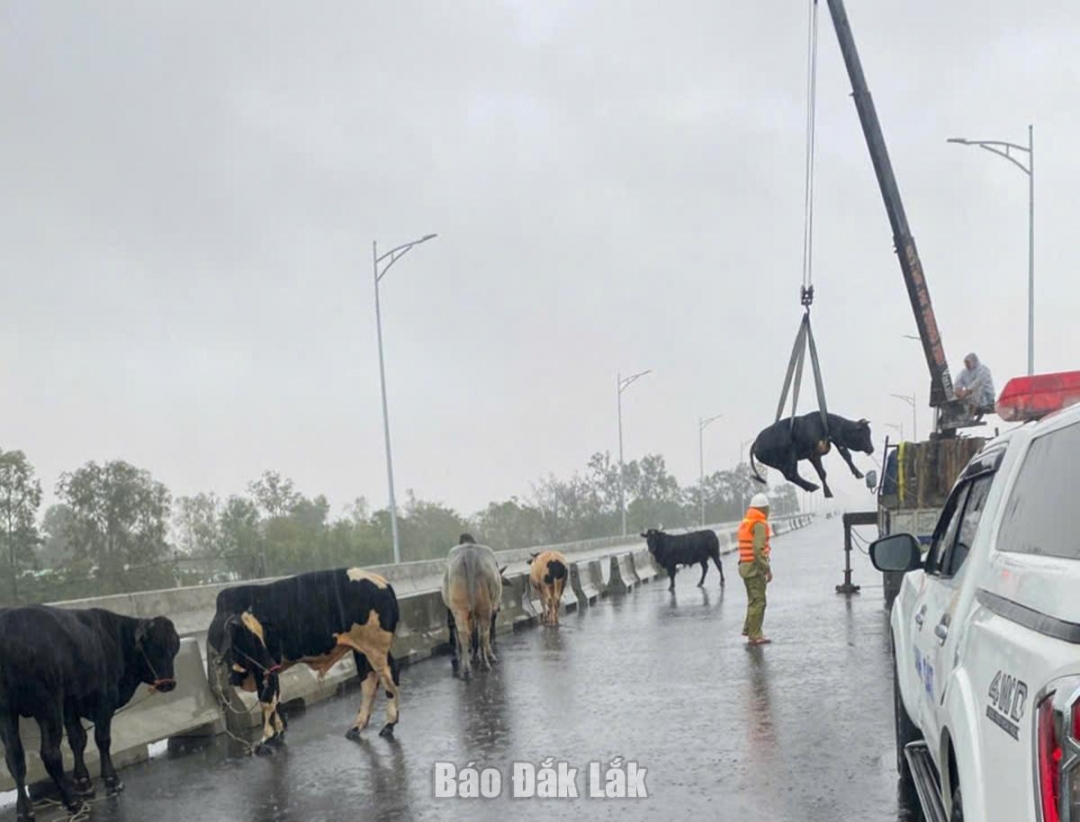 Lực lượng chức năng hỗ trợ xe máy để giải cứu gia súc của người dân tại khu vực sông Ba. Ảnh: Hồ Như