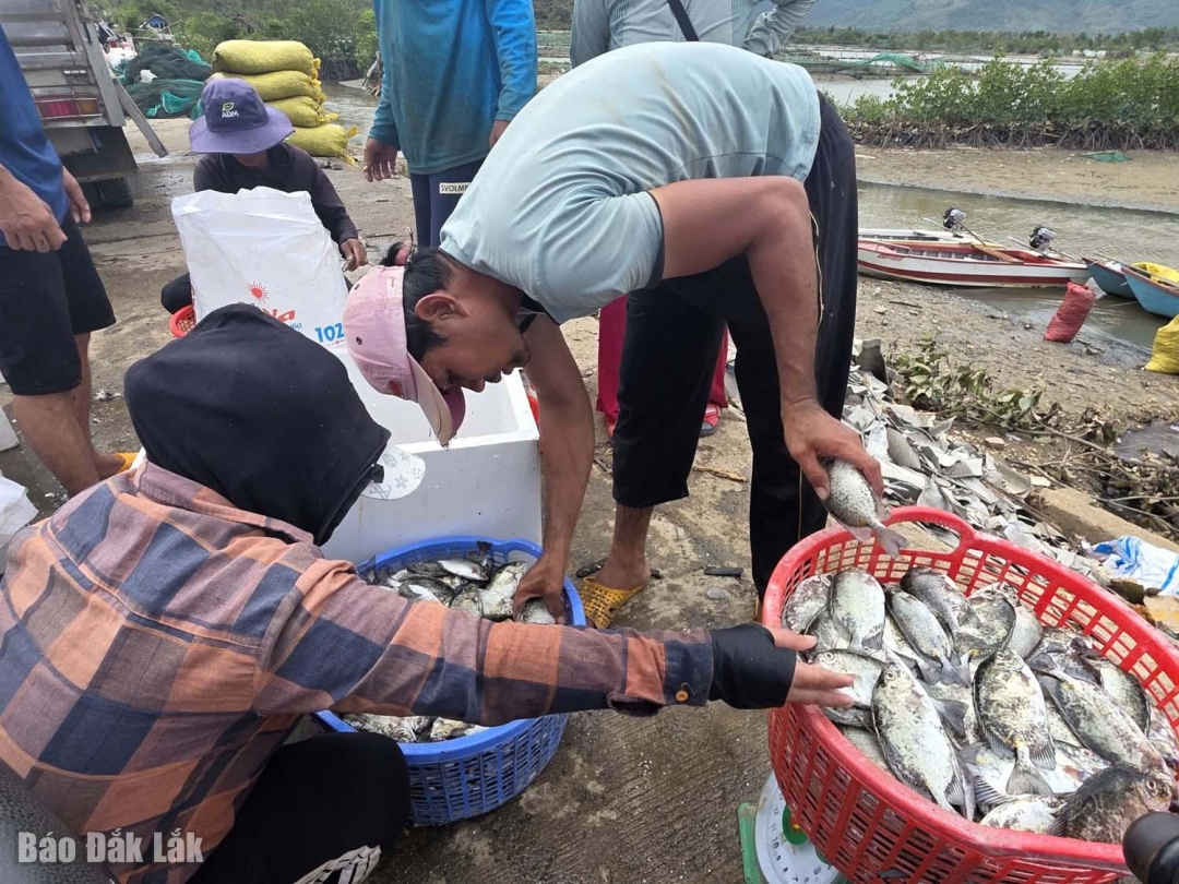 Ngư dân vớt cá chết bán vớt vát.