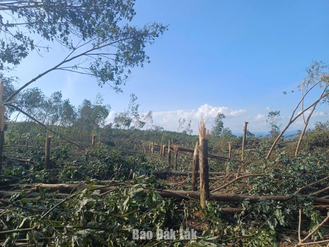 Nhiều diện tích cao su của người dân bị gãy đổ.