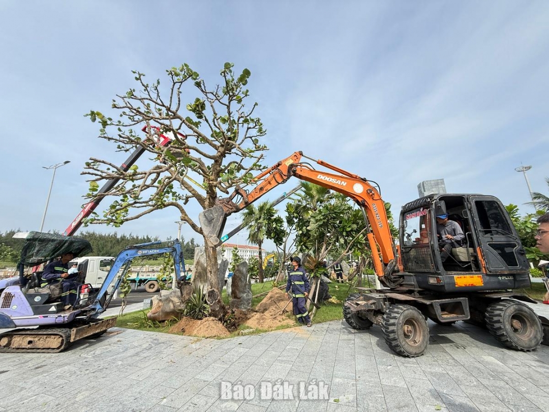 Công nhân của công ty tích cực trồng lại những cây xanh bị bật gốc.