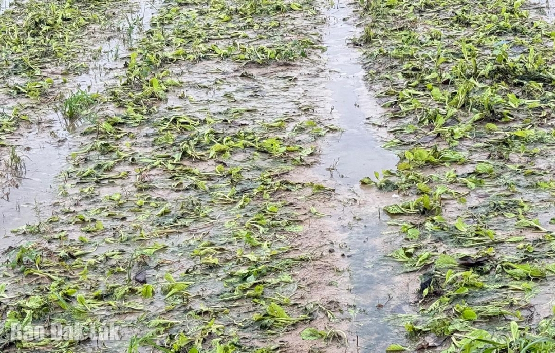 Những ruộng rau đủ tuổi thu hoạch bị nước lũ ngâm úng đành mất trắng.