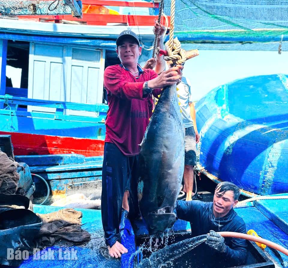 Tàu ngư dân khai thác cá ngừ cập bến.