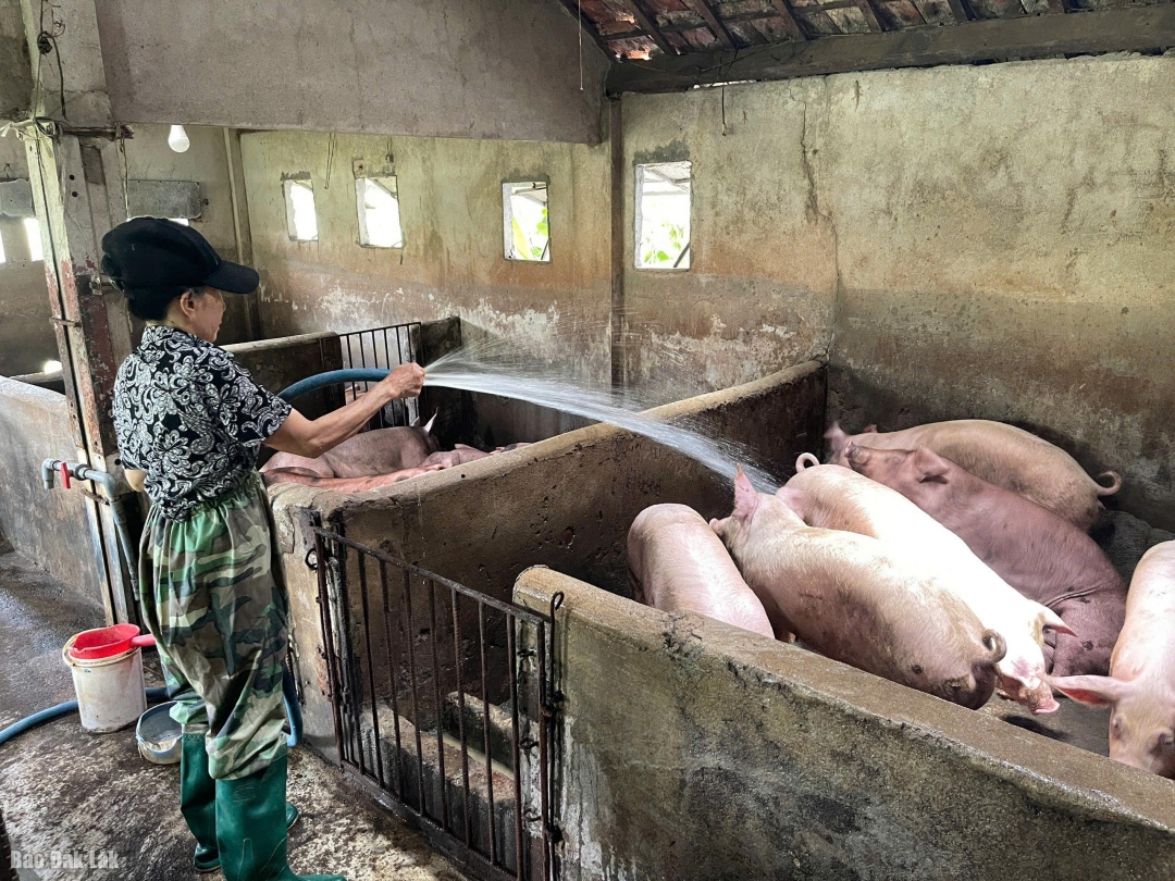 Chăn nuôi nông hộ không bảo đảm vệ sinh môi trường luôn tiềm ẩn nhiều nguy cơ phát sinh các ổ Dịch tả lợn châu Phi.