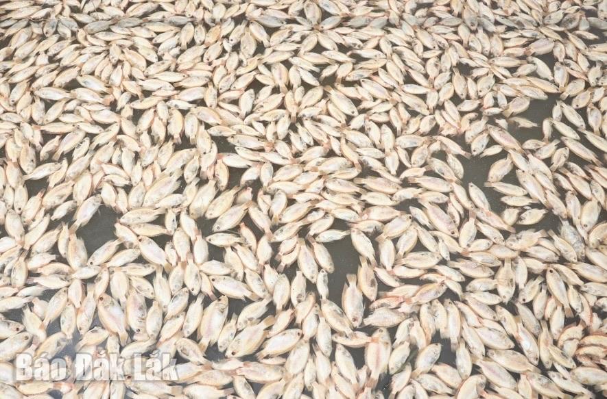 Cá chết nổi trắng trên các lồng bè.