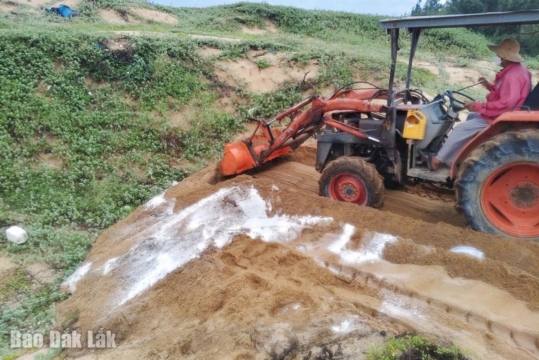 Phường Hòa Hiệp tiêu hủy số heo bị bệnh để tránh dịch lan rộng.