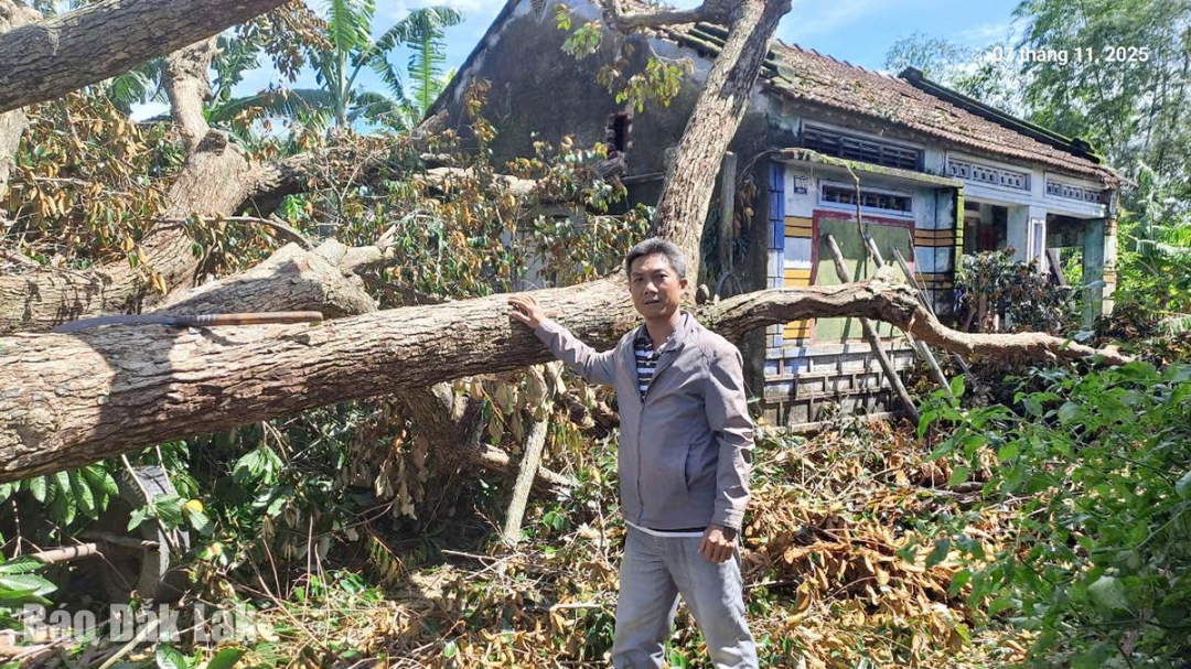 Cây đổ do bão khiến nhà kho, trại chăn nuôi của các hợp tác xã bị hư hỏng.