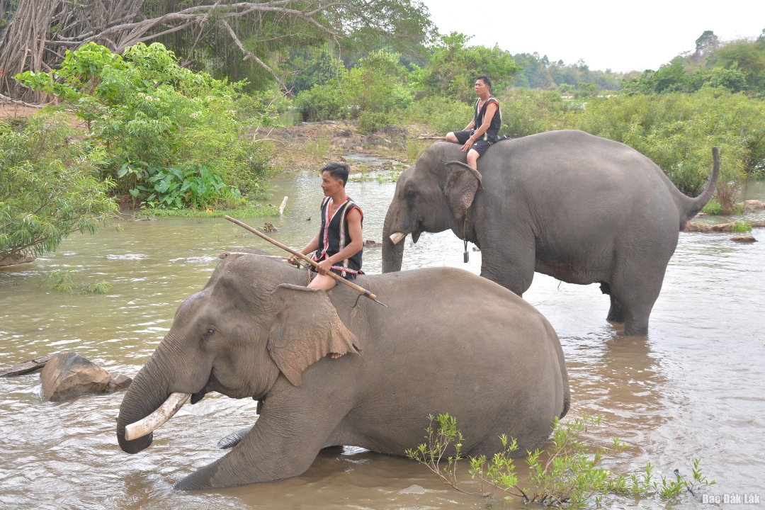Du lịch cầu treo Buôn Đôn với sản phẩm du lịch cùng thân thiện cùng voi luôn hấp dẫn du khách khi đến với Đắk Lắk.