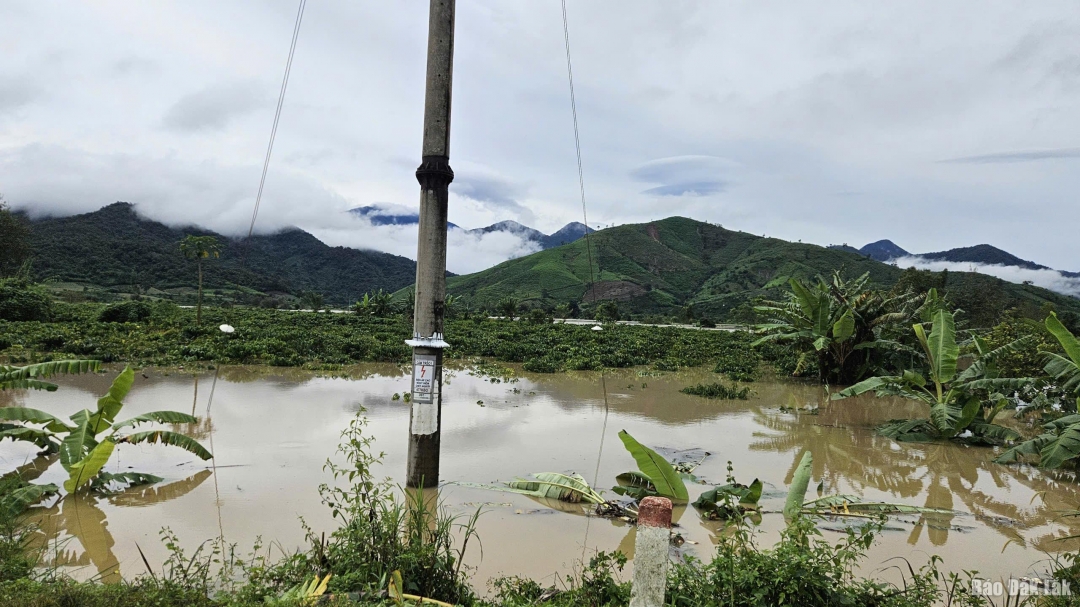 Mưa lớn khiến nhiều cây trồng của người dân bị ngập sâu dưới nước.