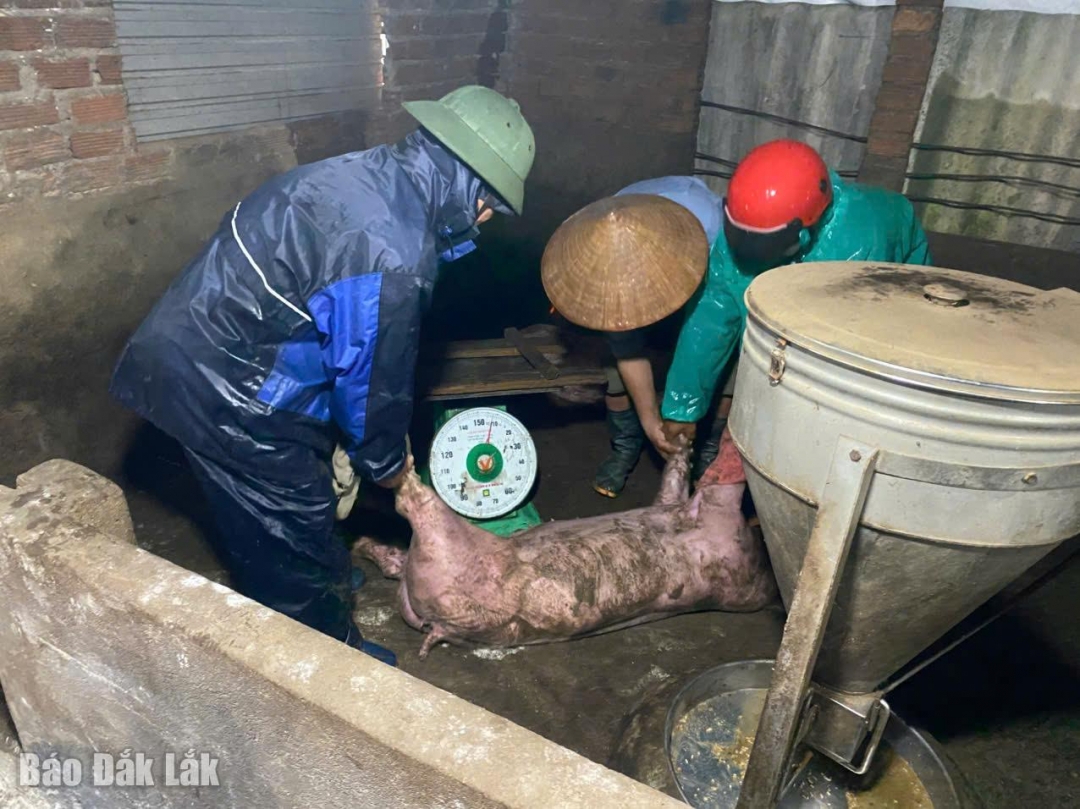 Lực lượng chức năng phối hợp với chủ hộ chăn nuôi xử lý ổ dịch tả heo châu Phi tại thôn 17.