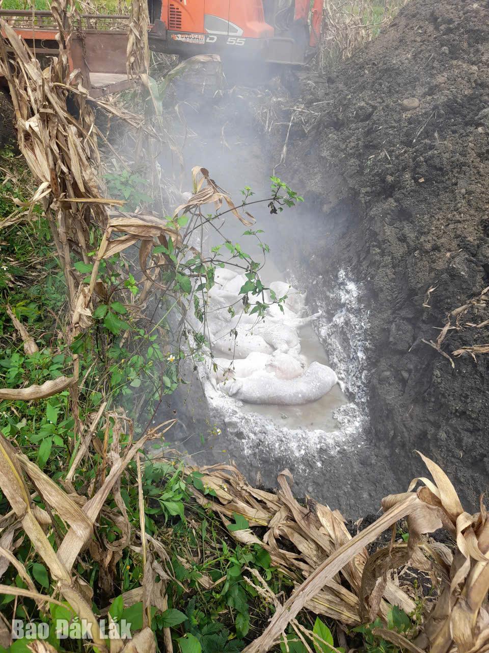 Heo mắc bệnh được chôn lấp, rắc vôi và phun thuốc khử trùng để hạn chế nguy cơ lây lan.