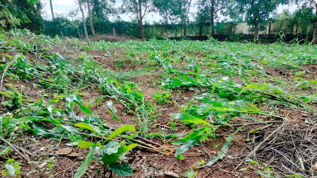 Nhiều héc-ta hoa màu của người dân bị gãy đổ do mưa bão.