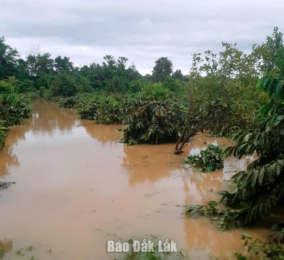 Một vườn cà phê ở xã Tamg Giang chìm trong biển nước.