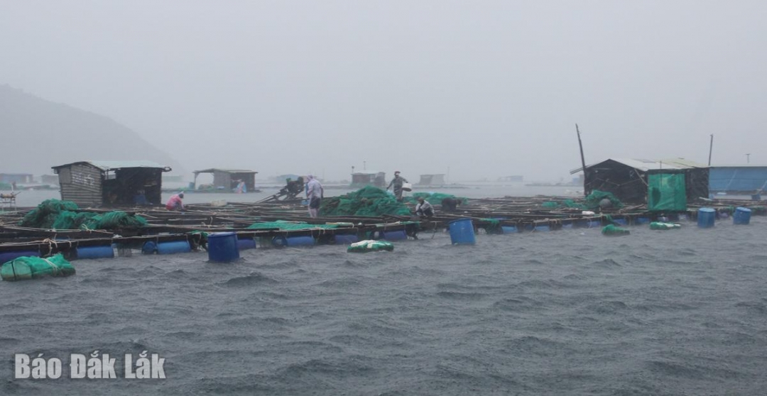 Người dân chằng chống lồng bè trước khi vào bờ tránh bão