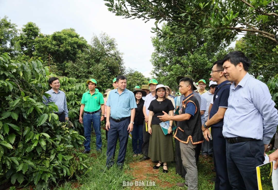 Đoàn công tác của Bộ Nông nghiệp và Môi trường tham quan vườn cà phê thích ứng với quy định EUDR của HTX Nông nghiệp bền vững Cư Suê 2-9 