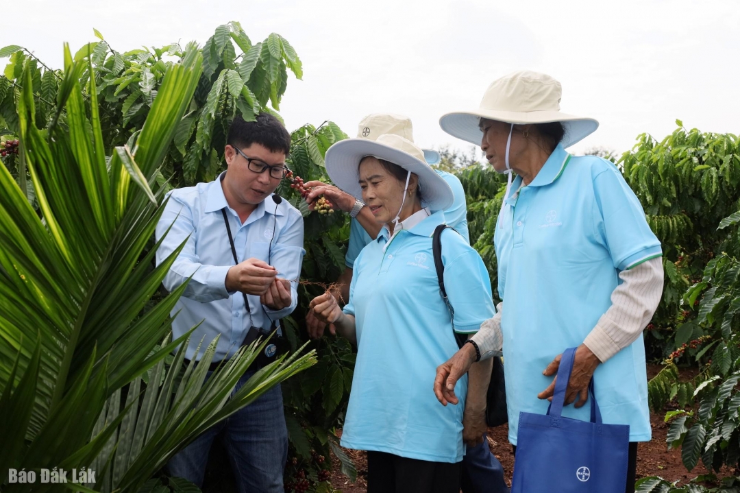 Ngành hàng cà phê liên tục nằm trong nhóm nông sản xuất khẩu tỷ đô của Việt Nam.