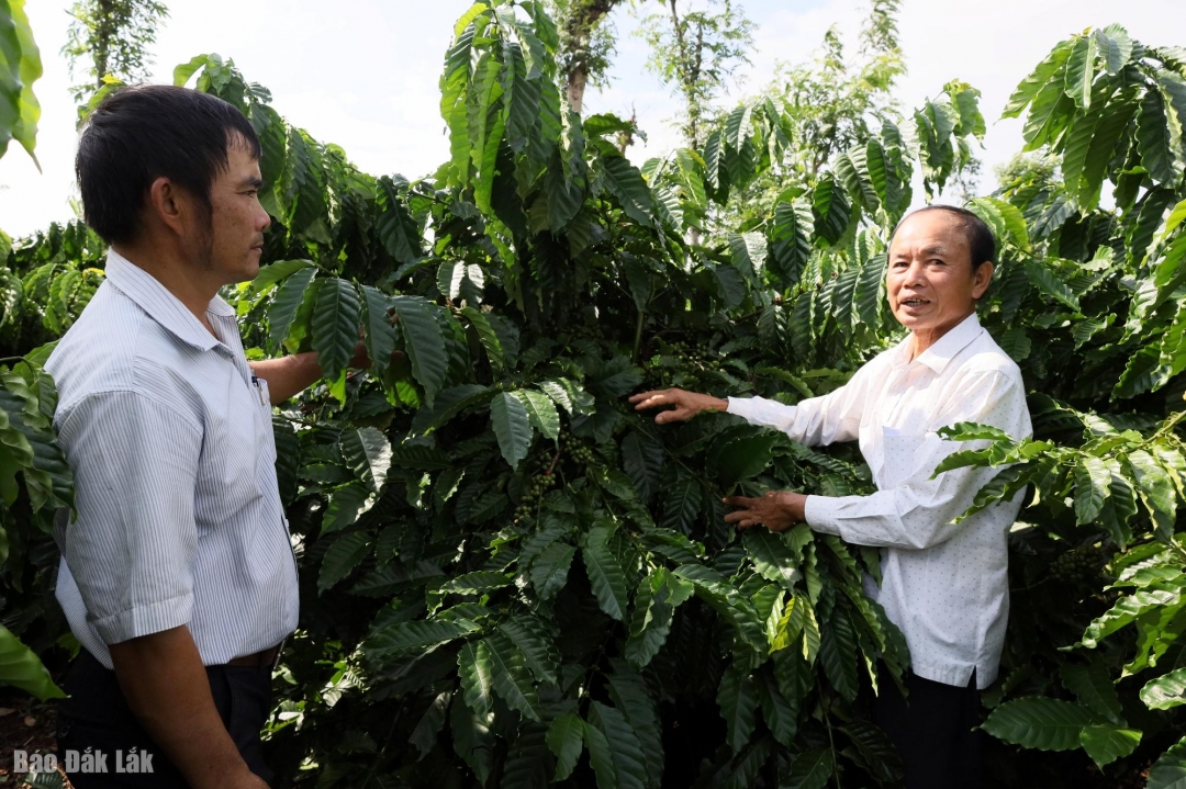 Ông Đàm Huy Lý (thôn 7, xã Ea Ninh) (phải), nhà nông tham gia mô hình, cho biết thấy được những thay đổi tích cực rõ rệt so với canh tác truyền thống.