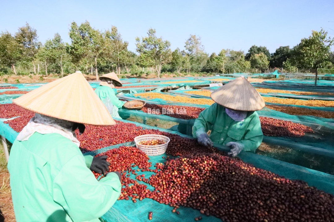 Báo Dân Xã Khâu phân loại để chế biến cà phê chất lượng cao ở Đắk Lắk.