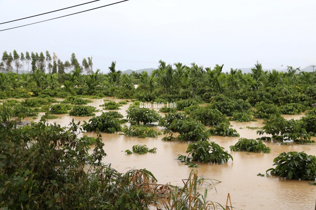 Nhiều diện tích cà phê trên địa bàn xã Yang Mao bị thiệt hại nặng do ngập lụt.