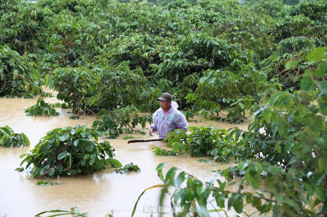 Người dân trên địa bàn xã Yang Mao kiểm tra vườn cà phê đang bị ngập sâu trong nước.