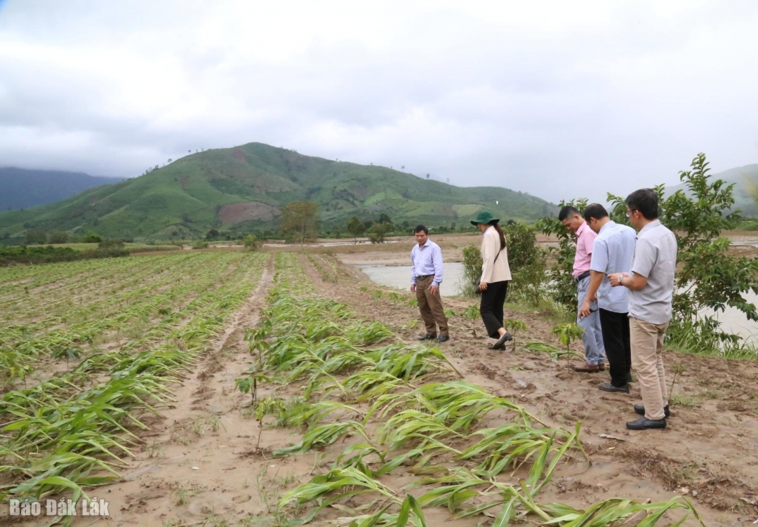 Chi cục Trồng trọt và Bảo vệ thực vật đi kiểm tra tình hình thiệt hại các loại cây trồng ở xã Yang Mao.
