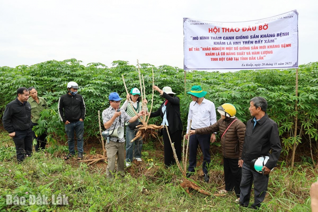 PGS.TS Nguyễn Văn Minh (thứ tư, từ trái) hướng dẫn cách trồng và chăm sóc giống sắn HN1.