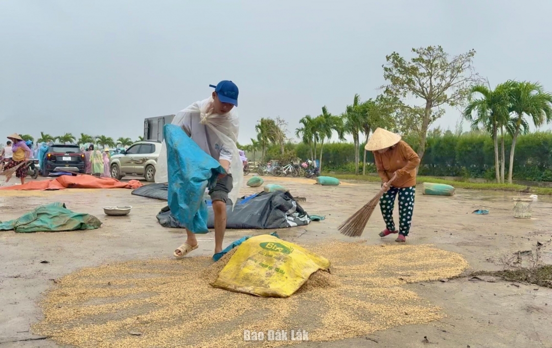 Người dân thôn Long Phụng phơi lúa đã bị nước lũ làm ngập.