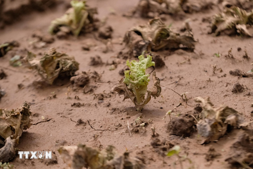 Khu vực vườn sản xuất rau màu ven sông Đa Nhim ở Lâm Đồng thiệt hại gần 2.000ha. Ảnh: TTXVN