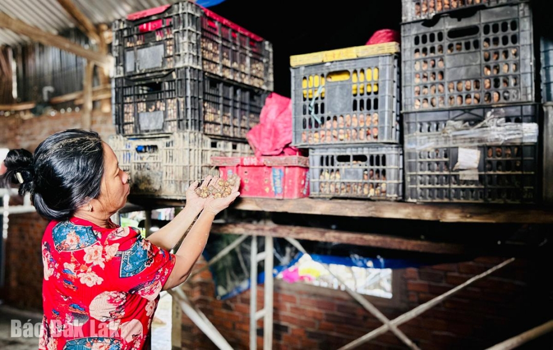 Mấy sọt củ giống của chị Lương Thị Thu Nhi bị ngâm nước, nứt mọng, không thể kịp vụ hoa Tết.