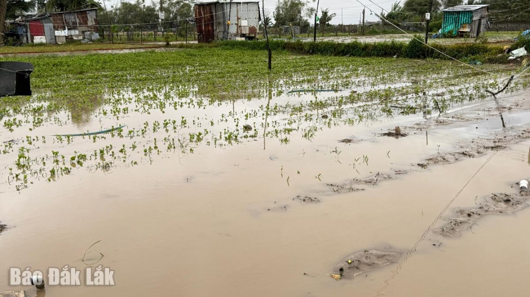Hiện vẫn còn nhiều diện tích rau non còn bị ngâm trong nước lũ, người dân vùng lũ tiếp tục thiếu nguồn cung cấp rau xanh.