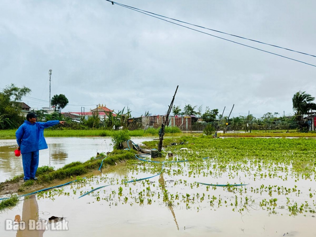 Ông Trương Văn Lý đứt ruột nhìn lứa rau chuẩn bị thu hoạch bị vùi trong bùn và ngập nước.