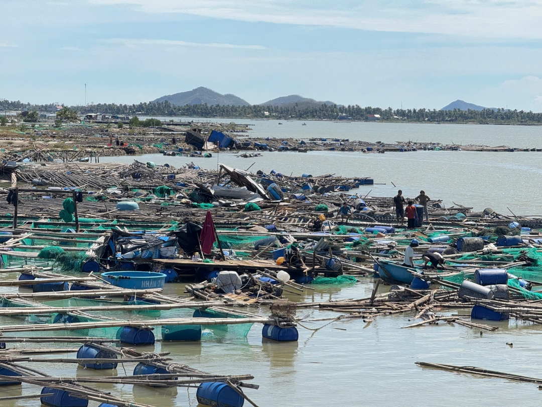 Sau bão, nhiều lồng bè nuôi cá, tôm hùm “bạc tỷ” của người dân xã Xuân Cảnh, phường Xuân Đài, Sông Cầu... bị cuốn trôi, dồn cục. Aanrh: Ngô Xuân