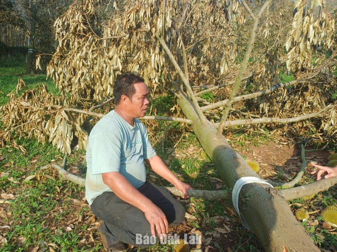 Ông Nguyễn Ngọc Hiếu, thôn Chư Plôi thẫn thờ trước vườn sầu riêng đang chuẩn bị thu hoạch bị ngã đổ hàng loạt.