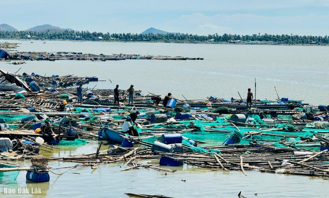 Các hộ nuôi cá, ghẹ đang thu gom lồng bè bị trôi dạt trên đầm Cù Mông sau bão số 13. ảnh: Thanh Xuân
