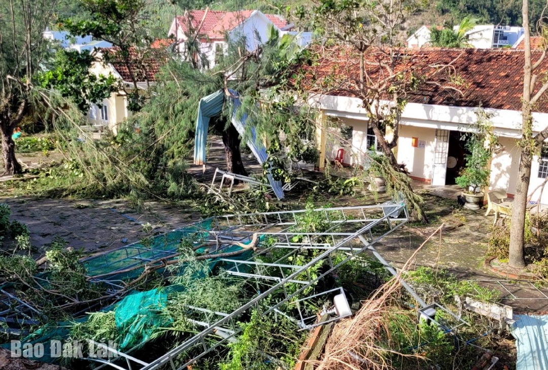 Cơn bão số 13 làm cho cây xanh Trường THPT Nguyễn Trường Tộ (phường Phú Yên). X. Cầm