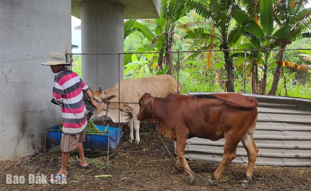 Hộ ông Võ Công Trưởng ở khu phố Ngọc Phước 2, phường Tuy Hòa di dời đàn bò khỏi khu vực sông Ba tới nơi an toàn.