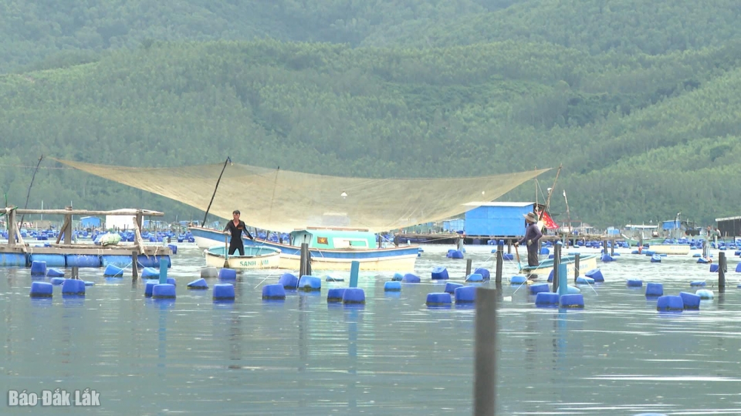 Ngư dân Sông Cầu chằng chống bè nuôi tôm hùm. Ảnh: Quốc Hoàn