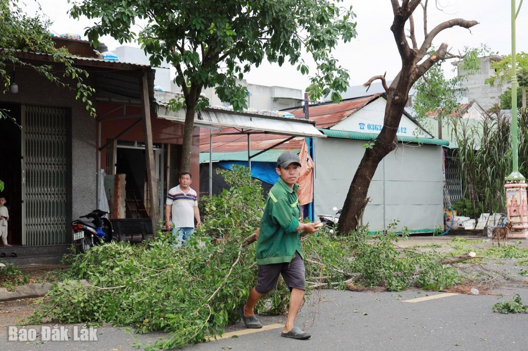 Người dân dọn dẹp cây cối trước khi bão số 13 dự kiến đổ bộ