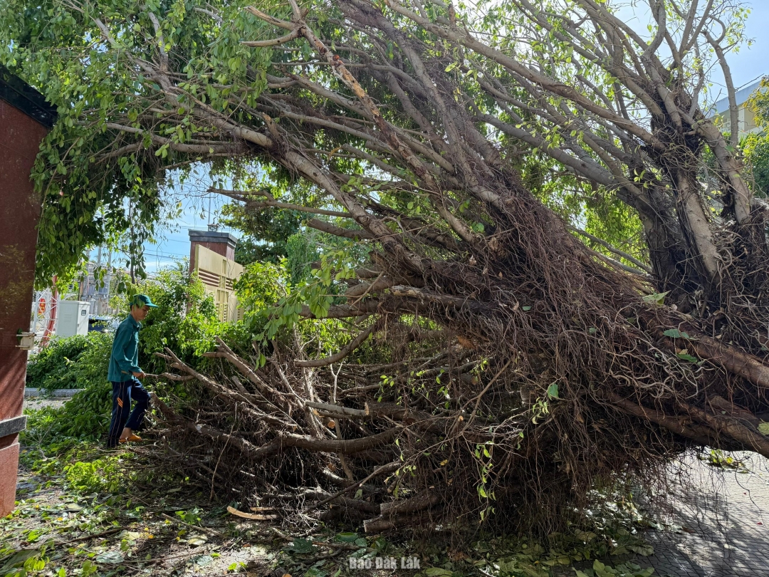 Nhiều cây xanh bị ngã đổ tại trụ sở Đảng ủy phường Sông Cầu.