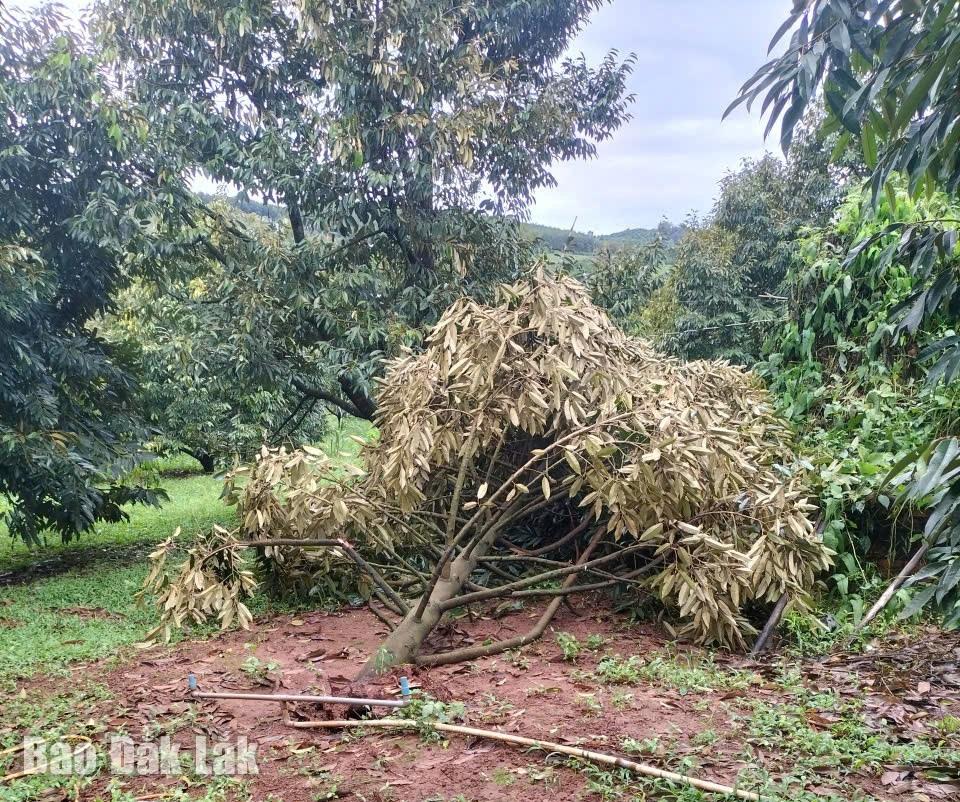 Nhiều cây trồng trên địa bàn xã Cư Pơng bị đổ gãy.