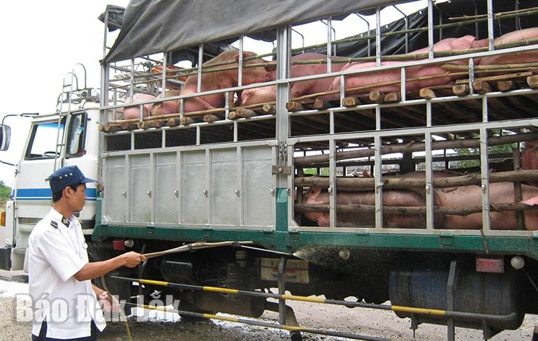 Kiểm soát dịch tả heo châu Phi trên các tuyến quốc lộ.