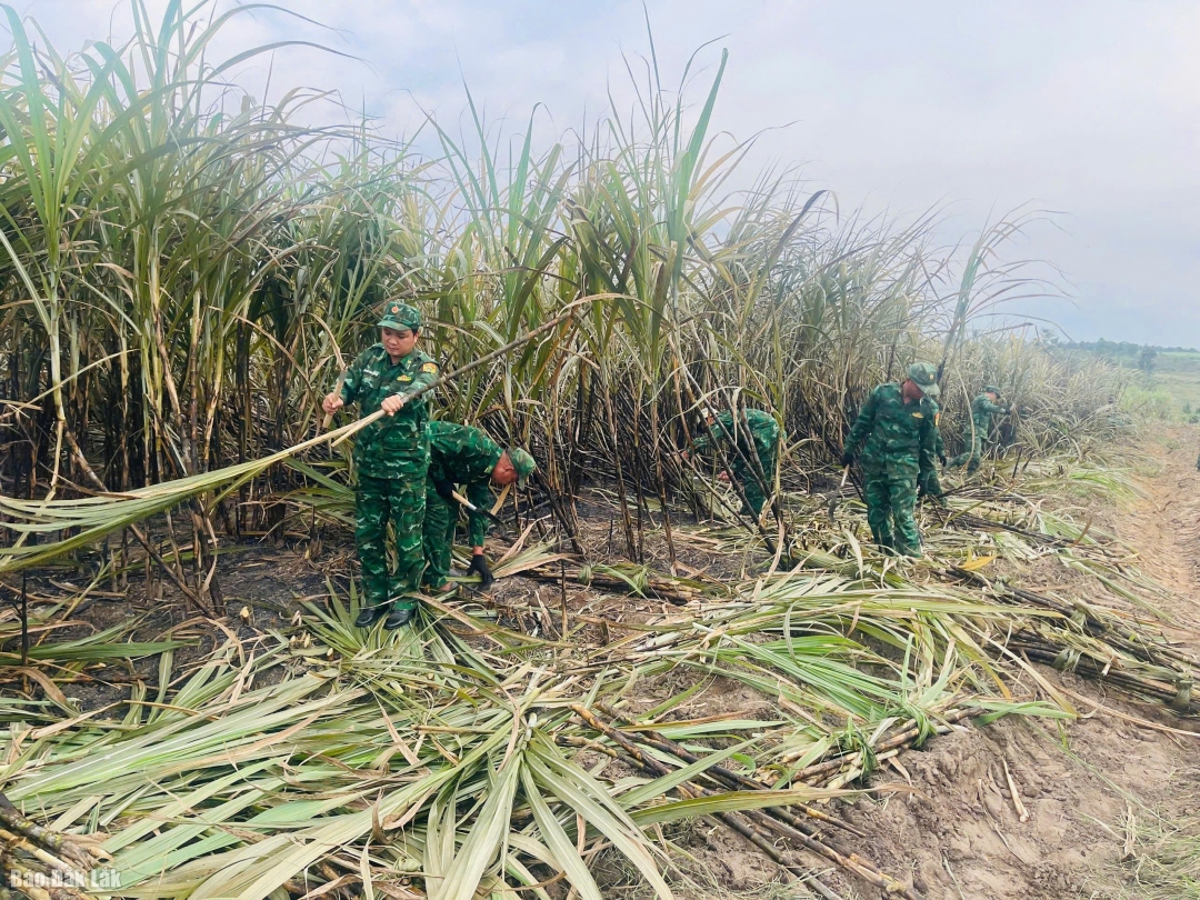 Bộ đội Biên phòng huy động tối đa lực lượng giúp người dân thu hoạch 24 ha mía bị thiêu cháy trên địa bàn Buôn Đôn.