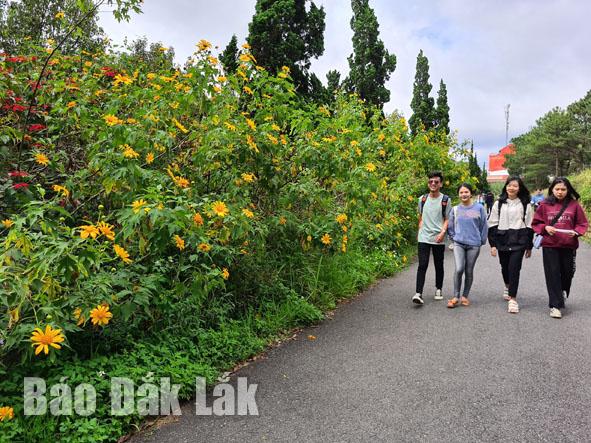 Đường đến giảng đường Trường Đại học Đà Lạt ngập sắc hoa dã quỹ. Ảnh: Anh Nguyên 