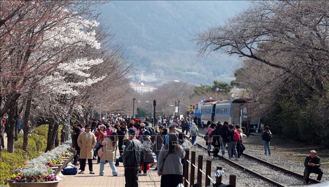 Người dân ngắm hoa anh đào nở rộ tại Jinhae, Hàn Quốc. Ảnh minh họa: Yonhap/TTXVN