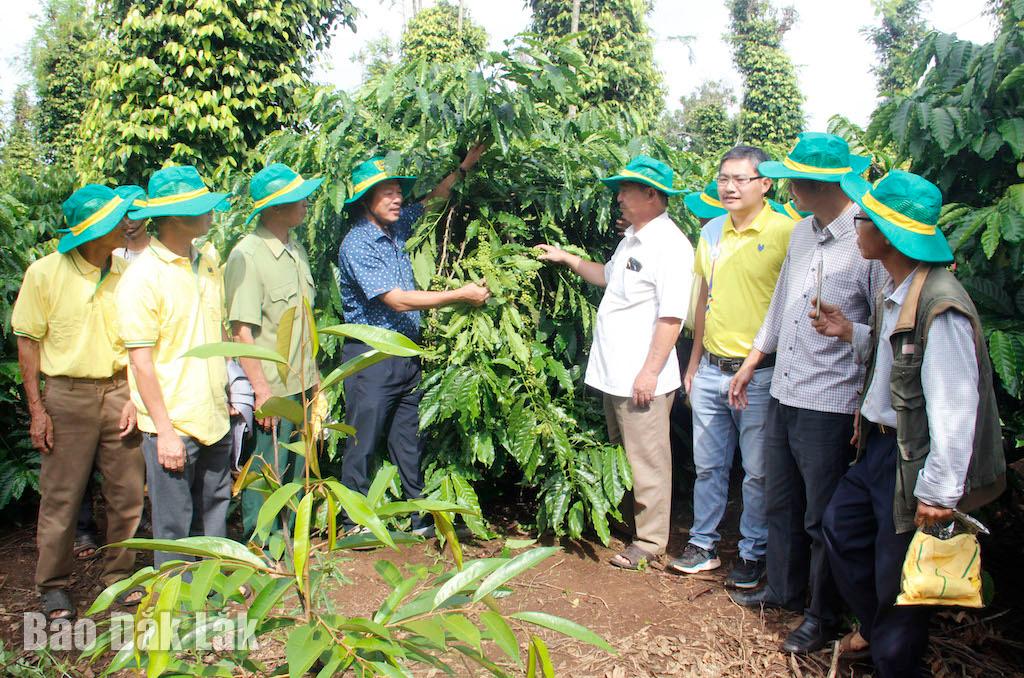 Mô hình Canh tác cà phê thông minh thích ứng với biến đỏi khí hậu được triển khai tại huyện Ea Kar.