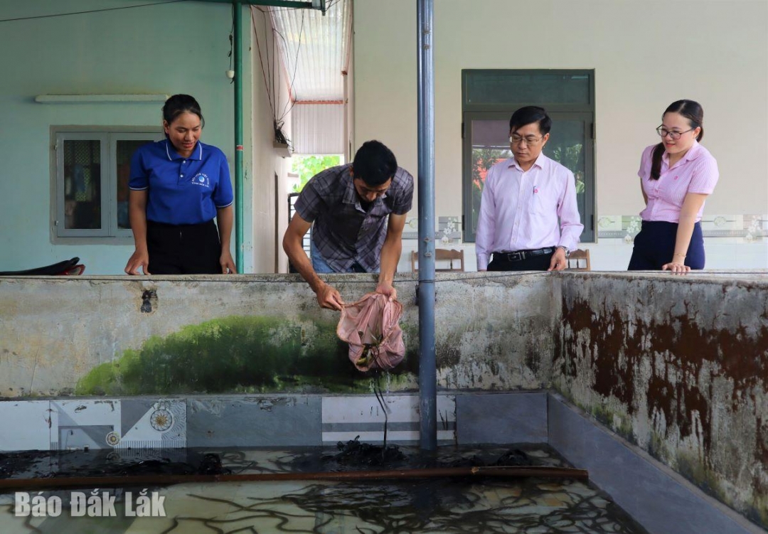 Cán bộ Phòng giao dịch Ngân hàng Chính sách xã hội huyện Lắk kiểm tra mô hình nuôi lươn không bùn của anh Y Tiến Ênuôl (buôn Bhôk, xã Yang Tao)